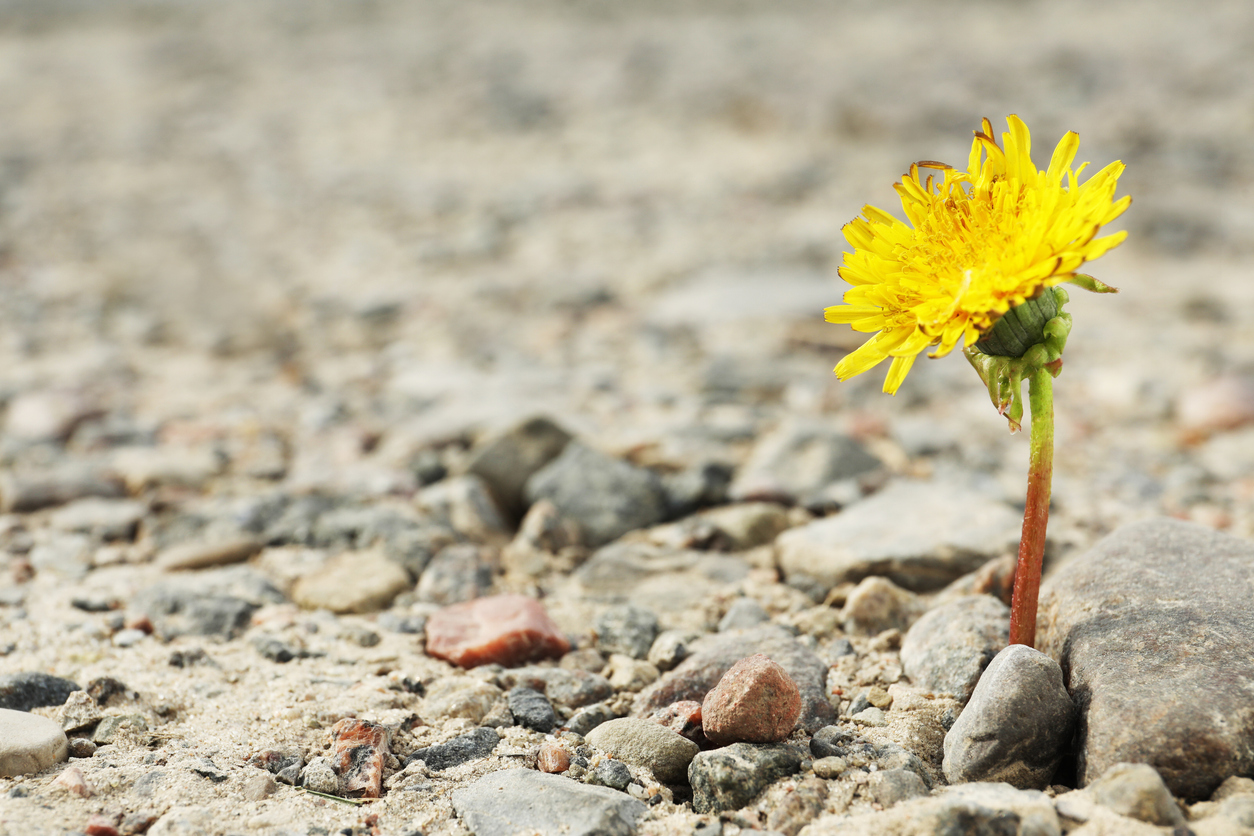 Mentaler Ersthelfer für Resilienzförderung: Strategien zur Stärkung der psychischen Widerstandsfähigkeit in Institutionen